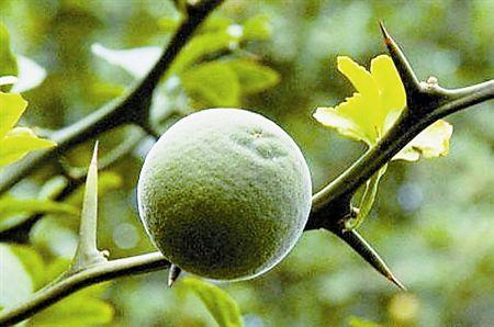Citrus Aurantium