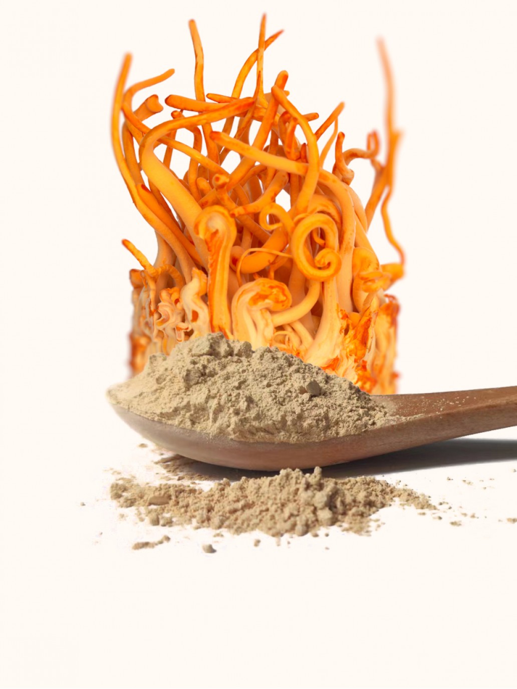 terra-cordyceps-militaris-pó-1032x1376w