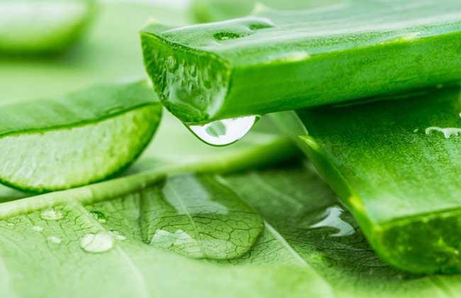 Extrato de Aloe Vera-2