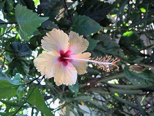 Flor de hibisco