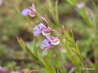 LEITE SIBERIANA