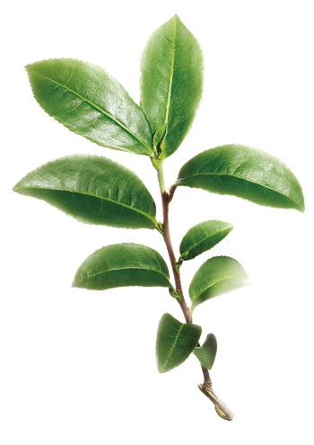 chá verde 3