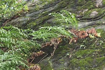 Drynaria Fortunei