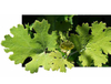 Extrato de Macleaya Cordata