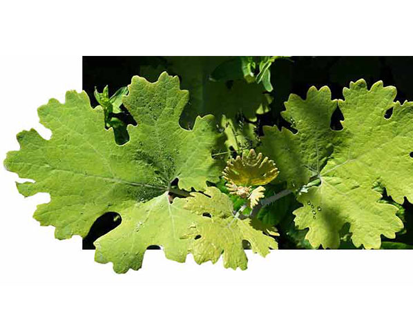 Extrato de Macleaya Cordata