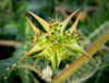 Extrato de Tribulus Terrestris