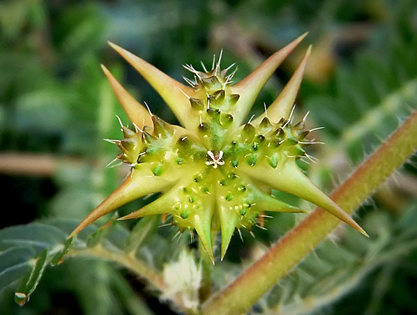 Extrato de Tribulus Terrestris