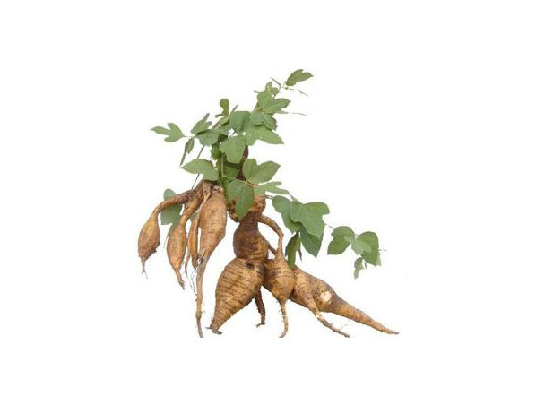 Extrato de raiz de Kudzu