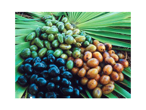 Extrato de Saw Palmetto