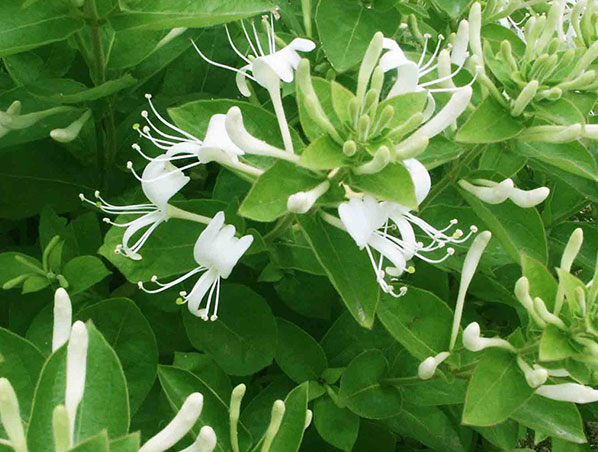 Extrato de flor de madressilva