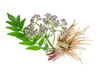 Extrato de Valeriana