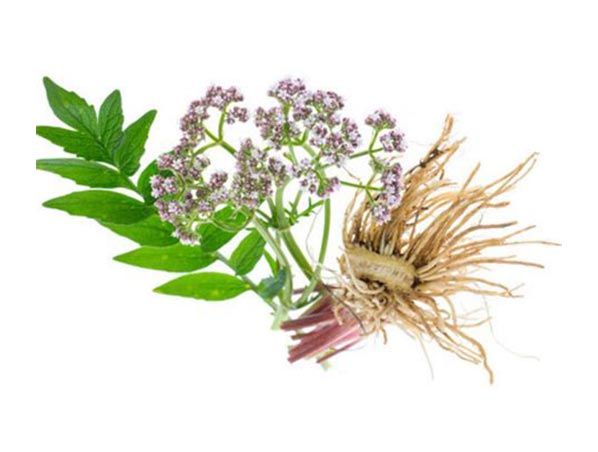 Extrato de Valeriana
