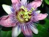 Extrato de Flor de Maracujá