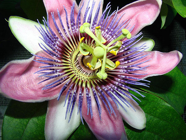 Extrato de Flor de Maracujá