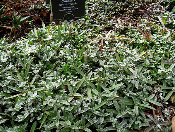 Ecdisterona do extrato de Cyanotis Arachnoidea