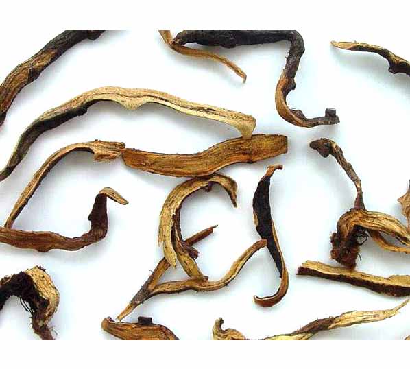 Extrato de Drynaria fortunai