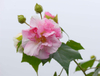 Extrato de Flor de Hibisco