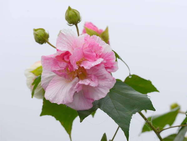 Extrato de Flor de Hibisco