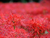 Extrato de Erva Lycoris Radiata