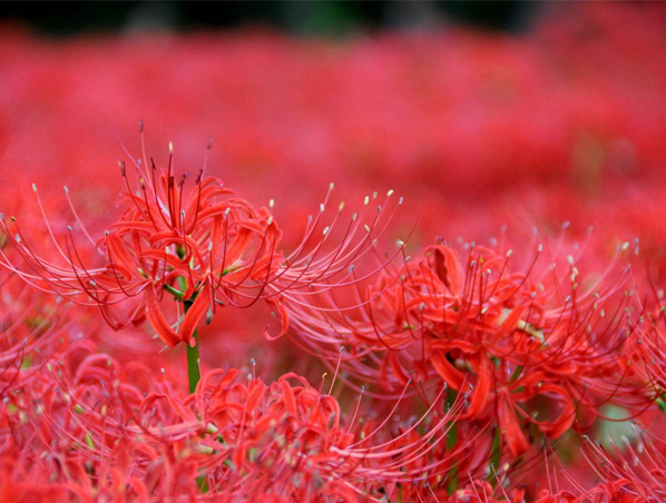 Extrato de Erva Lycoris Radiata