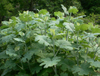 Extrato de Macleaya Cordata