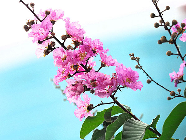 Extrato de Folha de Banaba