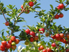 Extrato de Cereja Acerola