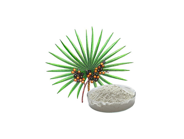 Extrato de Saw Palmetto