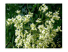 Extrato de flor de quercetina/Sophora Japonica