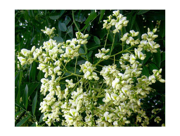Extrato de flor de quercetina/Sophora Japonica