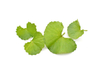 Extrato de Gotu Kola