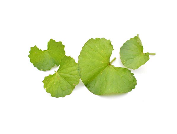 Extrato de Gotu Kola