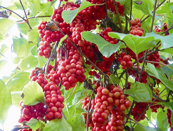 Extrato de Schisandra