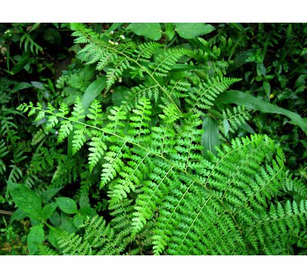 Extrato de Drynaria fortunai