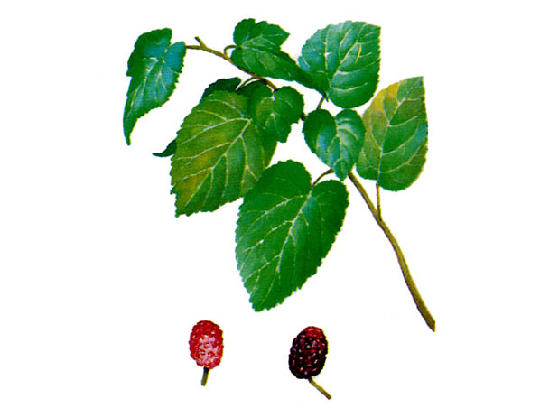 Clorofilina Sódio Cobre