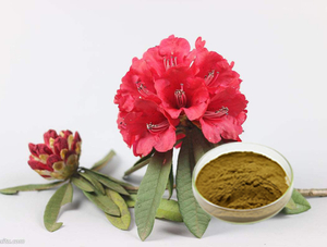 Extrato de Rododendro Caucasicum