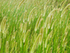 Extrato de erva-de-barba