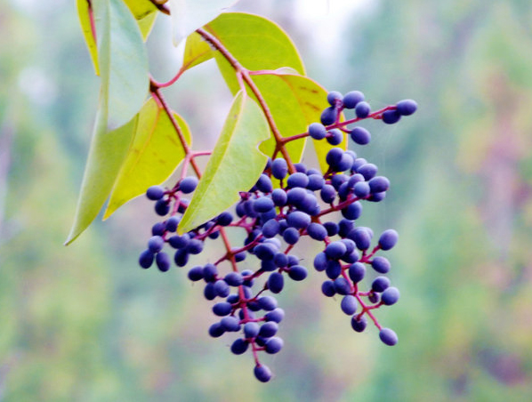 Extrato de Ligustrum Ácido Oleanólico
