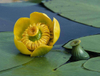 Extrato de raiz de Nuphar Pumilum