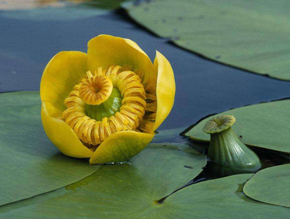 Extrato de raiz de Nuphar Pumilum