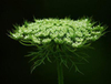 Extrato de Cnidium Monnieri