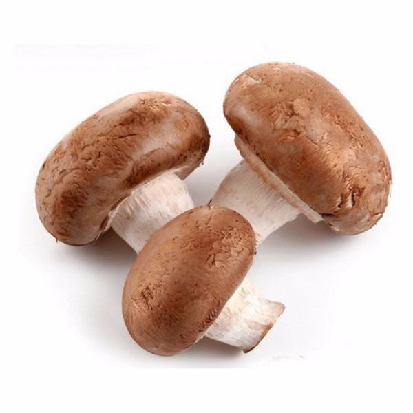 Cogumelo Shiitake