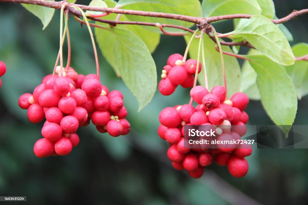 istockphoto-1603431224-1024x1024
