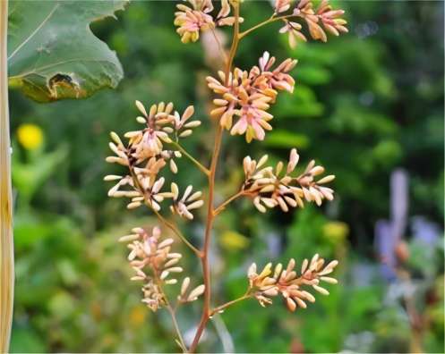 Extrato de Macleaya Cordata