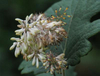 Extrato de Macleaya Cordata
