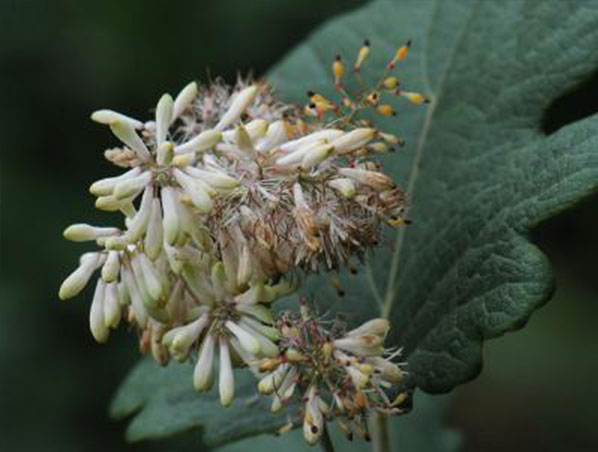 Extrato de Macleaya Cordata