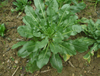Extrato de Radix Isatidis
