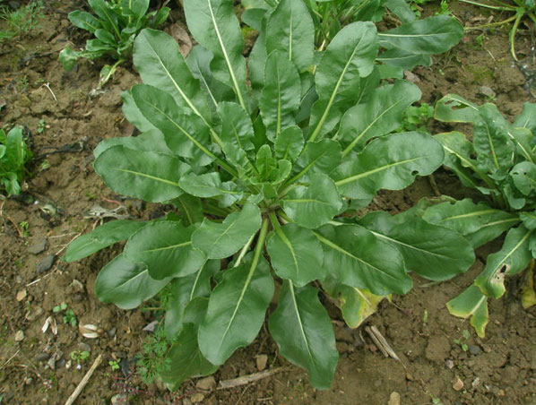 Extrato de Radix Isatidis