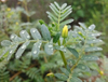 Extrato de Tribulus Terrestris