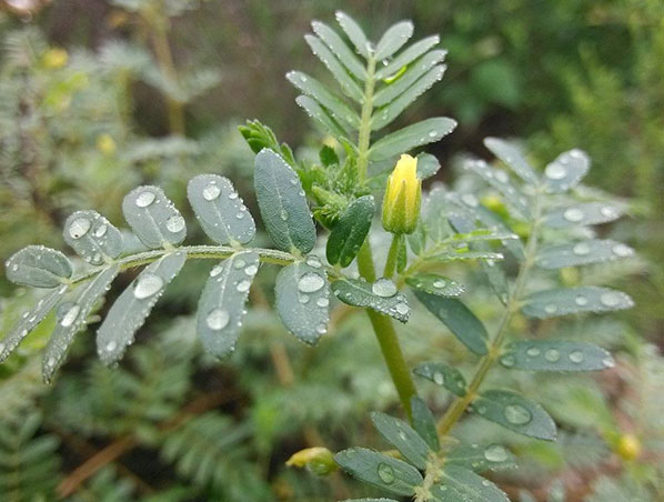 Extrato de Tribulus Terrestris